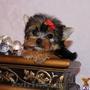catelusi yorkshire terrier-toy