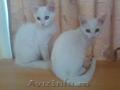 Vand 2 pui de pisica de rasa Angora Turceasca