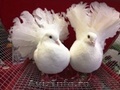 Porumbei albi 