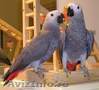 Casa ridicat papagalii vorbesc de gri African pentru adoptarea