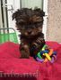 Catei Yorkshire Terrier -