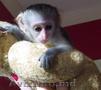Energetice cu degetul și Marmoset maimuțe capucin pentru adoptare