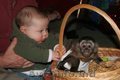 Capucin și Marmoset deget maimuțe pentru adoptare