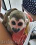 Minunată maimuță veveriță fermecătoare pentru adopție           