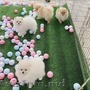 Cățeluși Pomeranian de vânzare/adopție