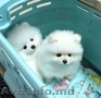 adorabili căței de Pomeranian masculi și femele pentru adopție