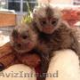 Maimuță Marmoset Pigmeu Disponibilă